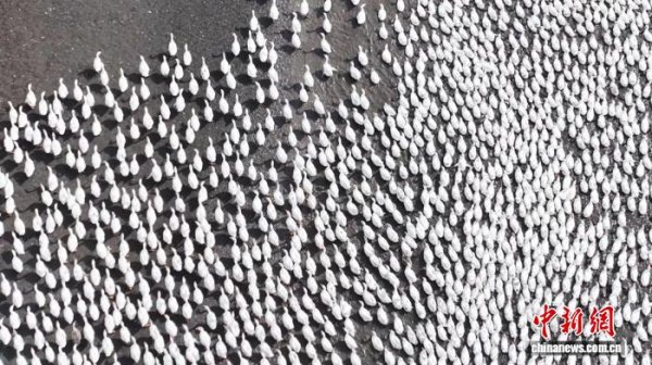 正规股票配资网站大全 黑龙江北安：一只大鹅串起亿元产业链